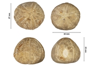 Conulus (Globator) petroconiensis